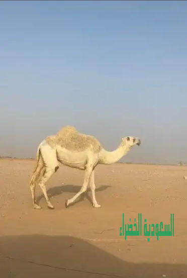 وضحا ضروبه