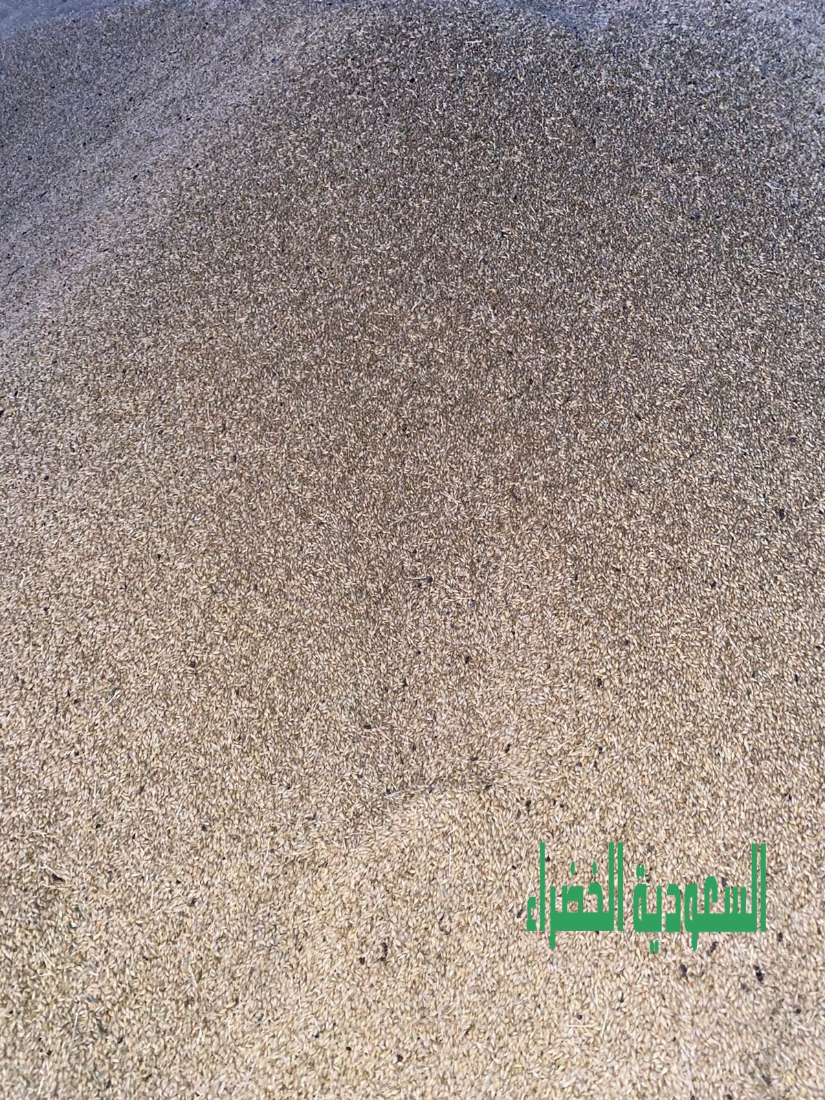 شعير